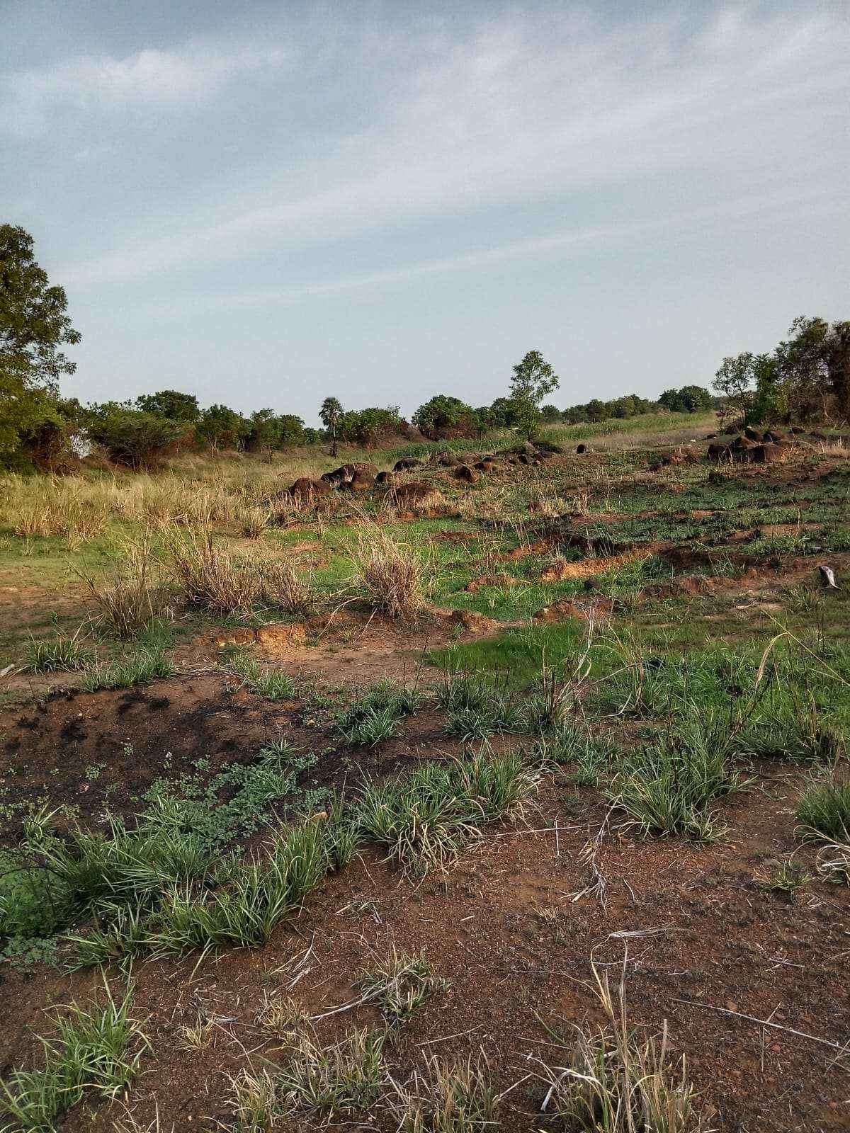 Desilting of Pappan Thangal (MI Tank) — Veeranakunnam Panchayat