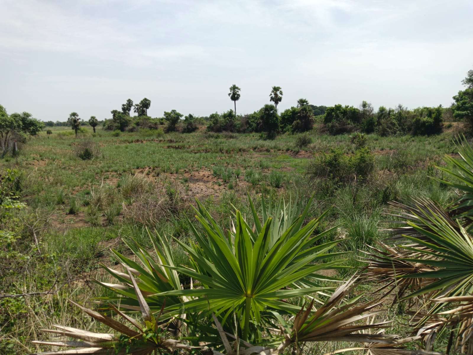 Desilting of Thathankuppam Eri (MI Tank) — Thondamanallur Panchayat