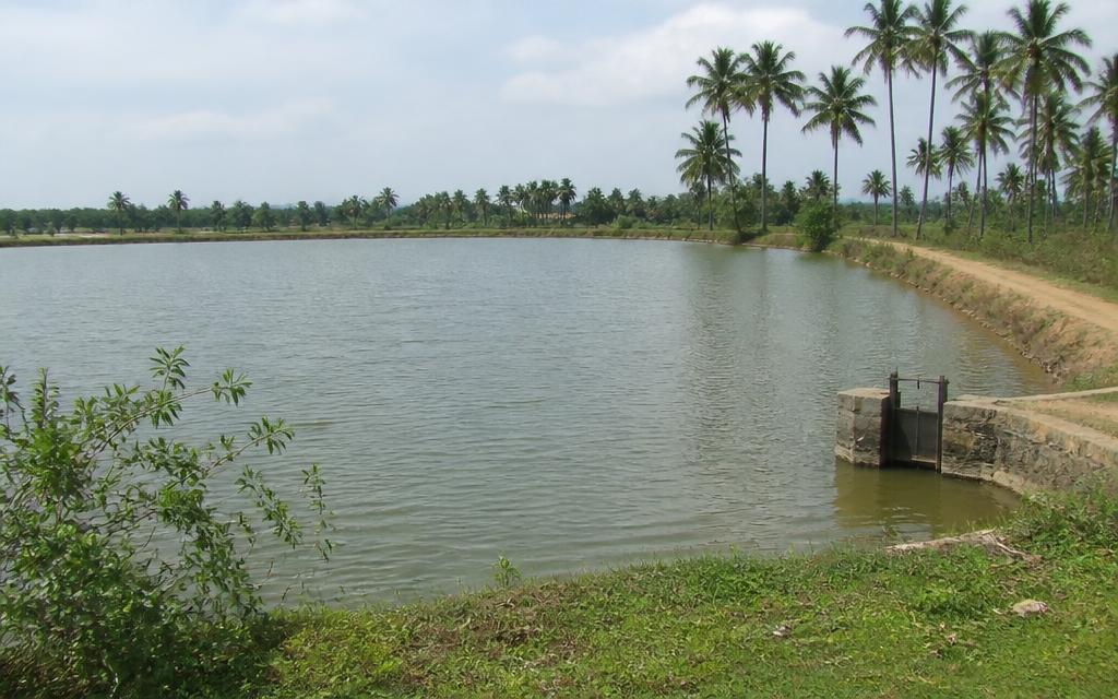 Removal of hyacinth and weeds, Sembakkam Tank, Tambaram